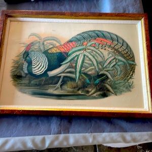 Vintage Lady Amherst's Pheasant - Canvas Print